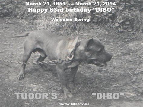 tudor's dibo dog